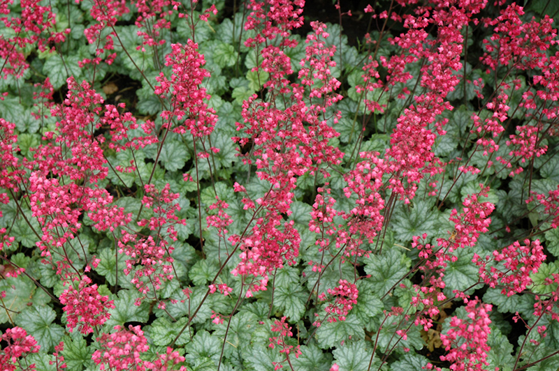 Coral Bells Paris