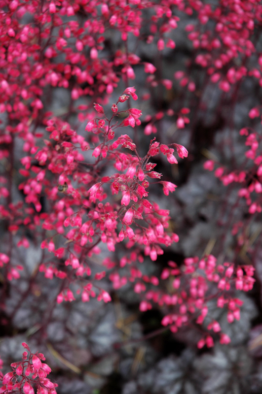 Glitter Coral Bells (Heuchera 'Glitter') at The Growing Place