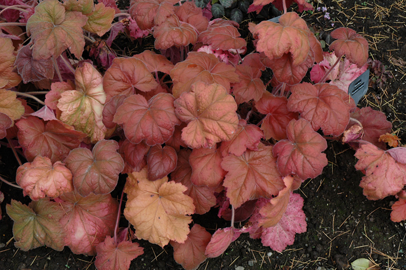 Southern Comfort Coral Bells (Heuchera 'Southern Comfort') at The Growing Place