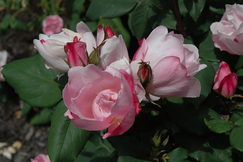 Blushing Knock Out Rose (Rosa 'Radyod') at The Growing Place