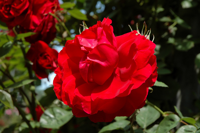 Ramblin' Red Rose (Rosa 'Ramblin' Red') at The Growing Place