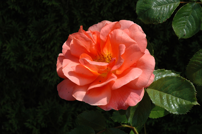 Above All Rose (Rosa 'CHEwesic') at The Growing Place