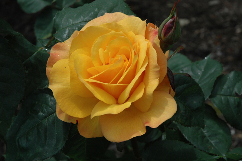 Good As Gold Rose (Rosa 'WEKgobafa') at The Growing Place