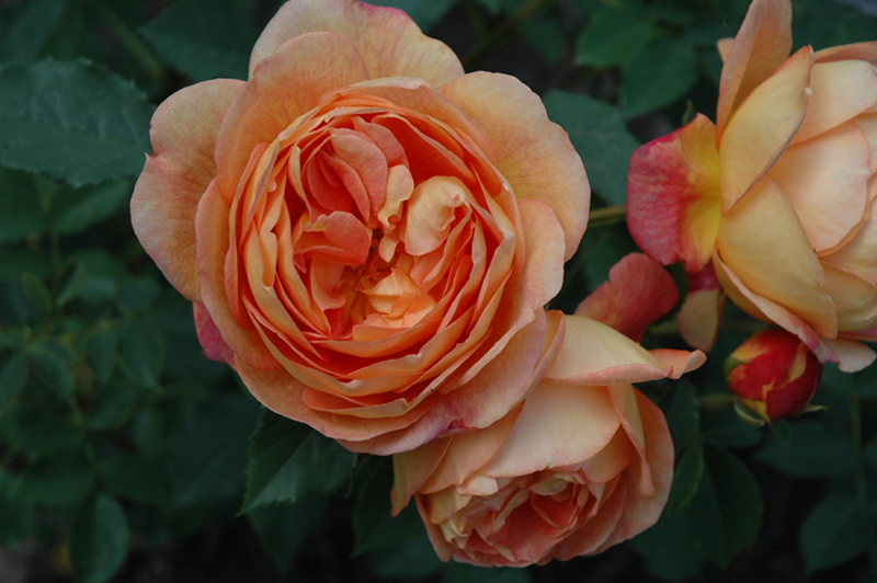 Lady Of Shalott Rose (Rosa 'Ausnyson') at The Growing Place