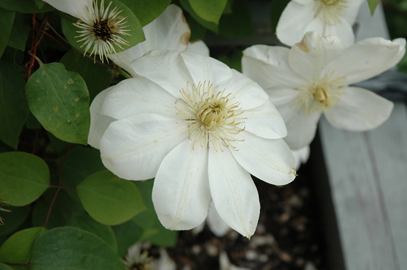 Guernsey Cream Clematis (Clematis 'Guernsey Cream') at The Growing Place