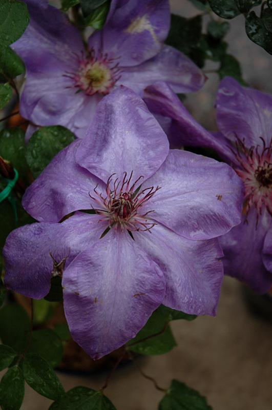 Elsa Spath Clematis (Clematis 'Elsa Spath') at The Growing Place