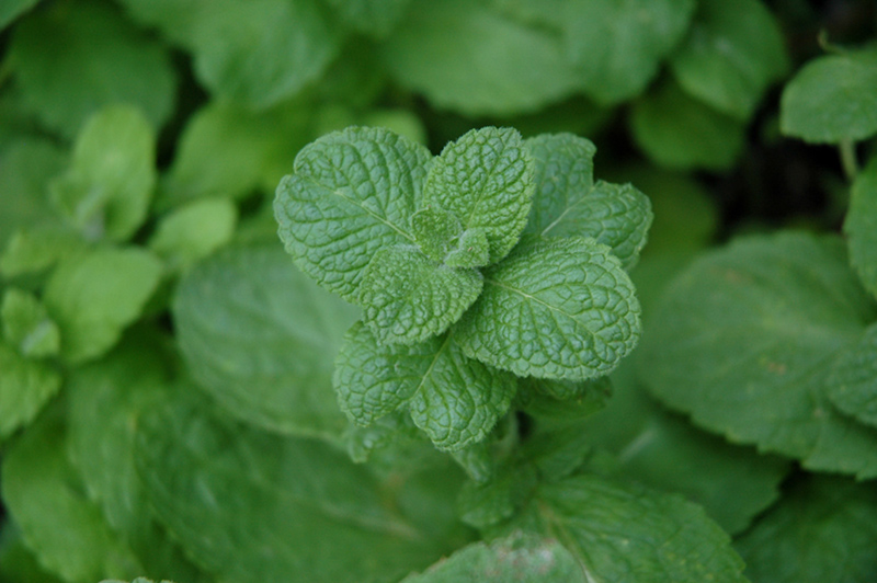 Apple Mint (Mentha suaveolens) at The Growing Place