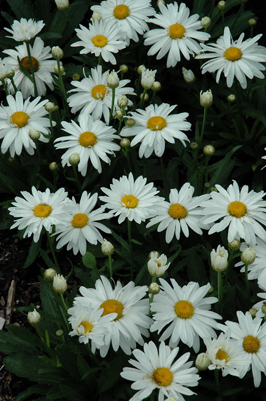 Whoops-A-Daisy Shasta Daisy (Leucanthemum x superbum 'Whoops-A-Daisy') at The Growing Place