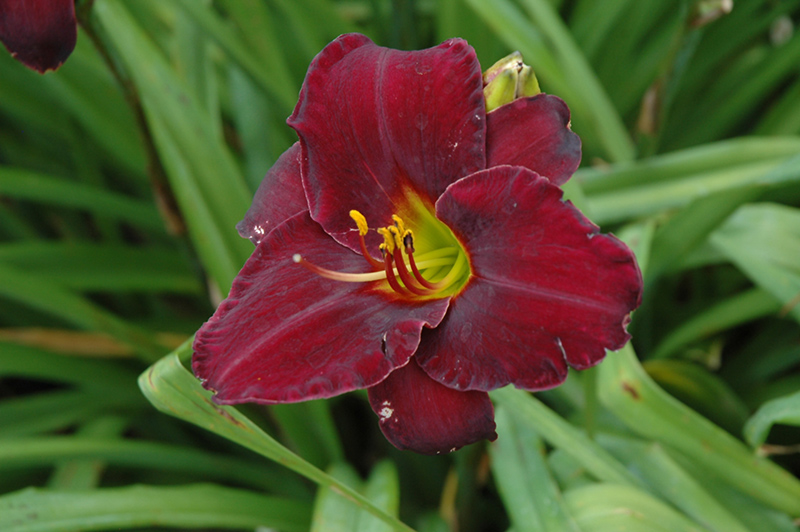 Raspberry Suede Daylily (Hemerocallis 'Raspberry Suede') at The Growing Place
