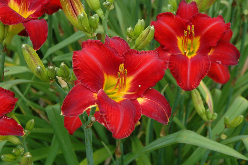 Chicago Apache Daylily (Hemerocallis 'Chicago Apache') at The Growing Place