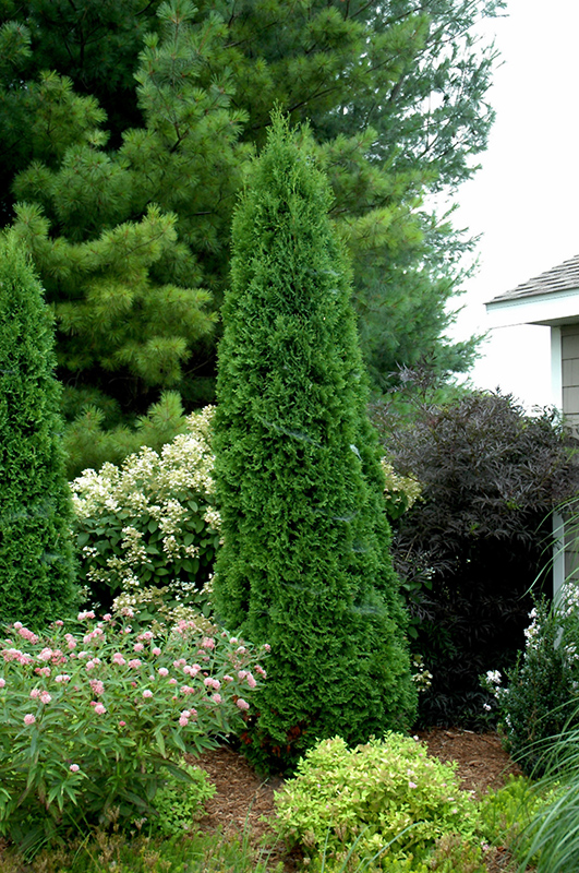North Pole Arborvitae (Thuja occidentalis 'Art Boe') at The Growing Place