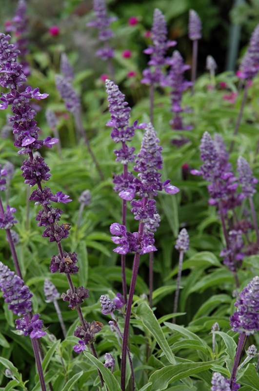 Evolution Violet Salvia (Salvia farinacea 'Evolution Violet') at The Growing Place
