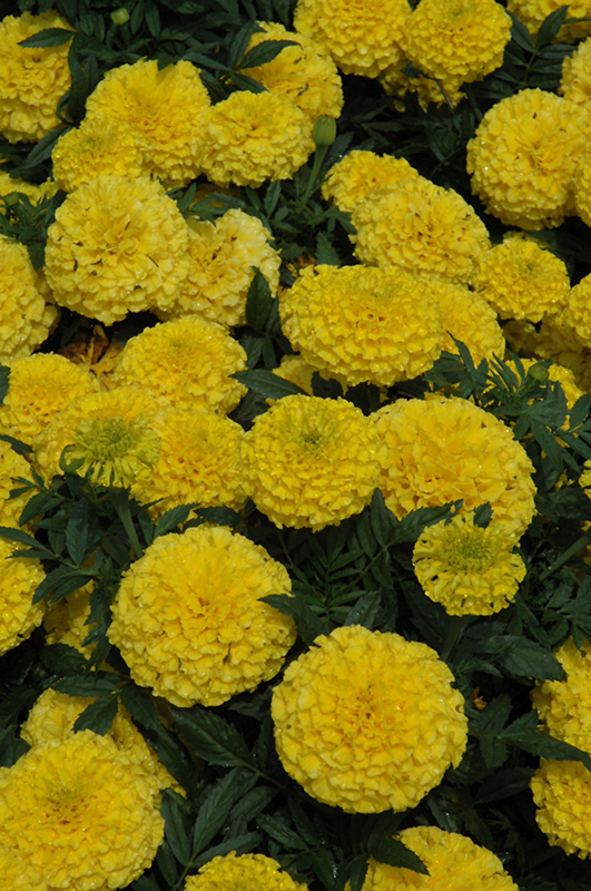 Taishan Yellow Marigold (Tagetes erecta 'Taishan Yellow') at The Growing Place