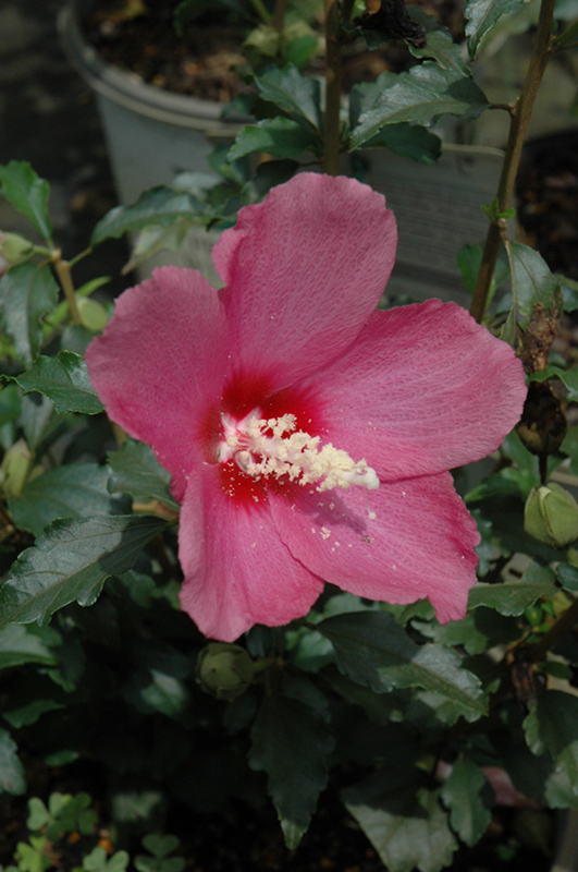 Lil' Kim Red Rose of Sharon (Hibiscus syriacus 'SHIMRR38') at The Growing Place