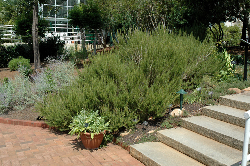 Rosemary (Rosmarinus officinalis) at The Growing Place