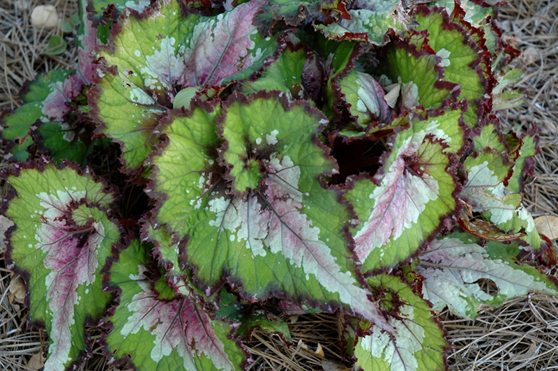 Jurassic Watermelon Begonia (Begonia 'Jurassic Watermelon') at The Growing Place