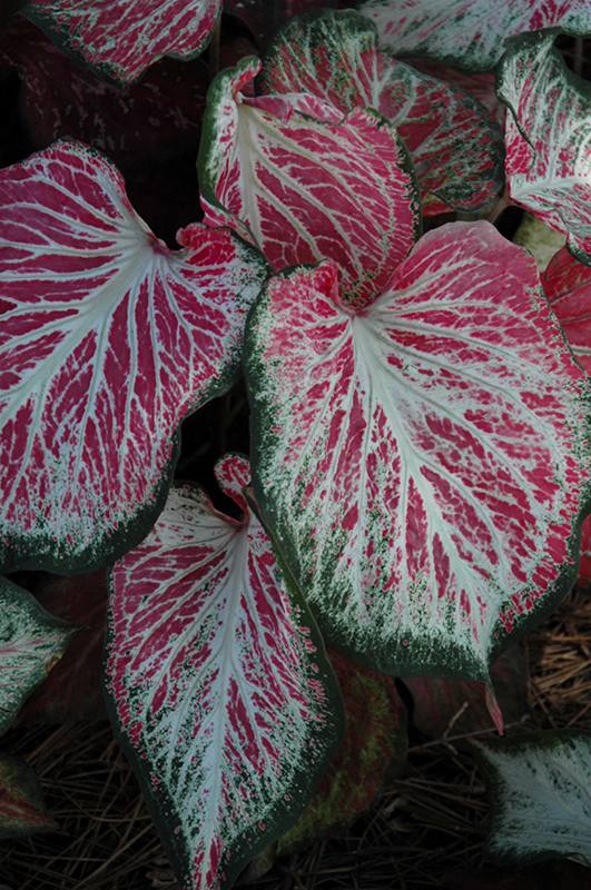 Blushing Bride Caladium (Caladium 'Blushing Bride') at The Growing Place