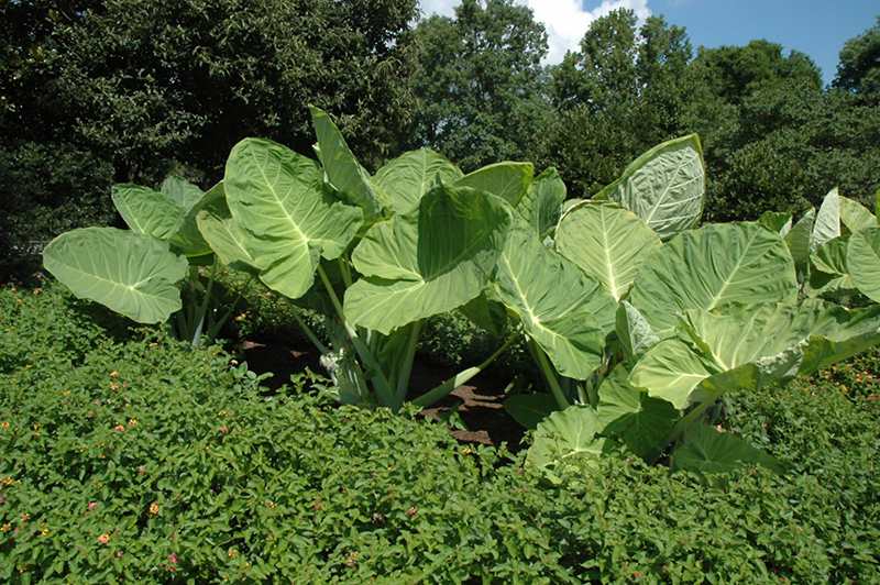 Giant Elephant Ear (Colocasia gigantea) at The Growing Place