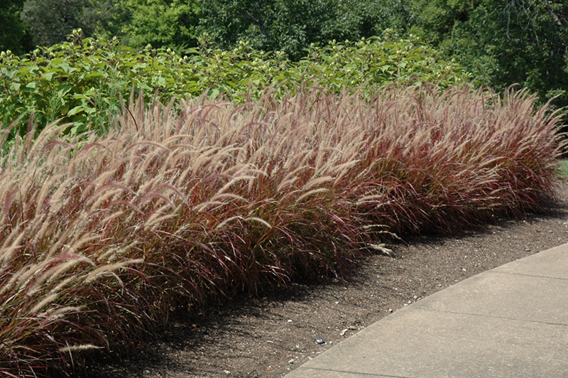Purple Fountain Grass (Pennisetum setaceum 'Rubrum') at The Growing Place