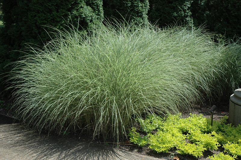 Morning Light Maiden Grass (Miscanthus sinensis 'Morning Light') at The Growing Place