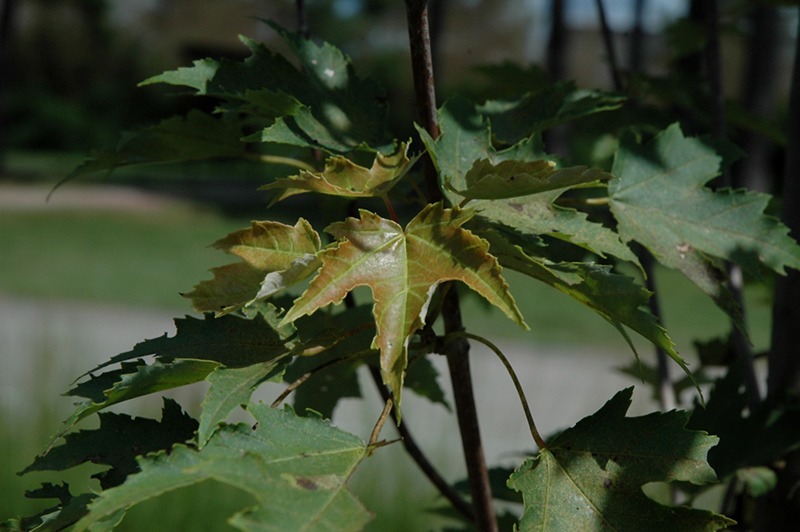 Armstrong Gold Red Maple (Acer rubrum 'JFS-KW78') at The Growing Place