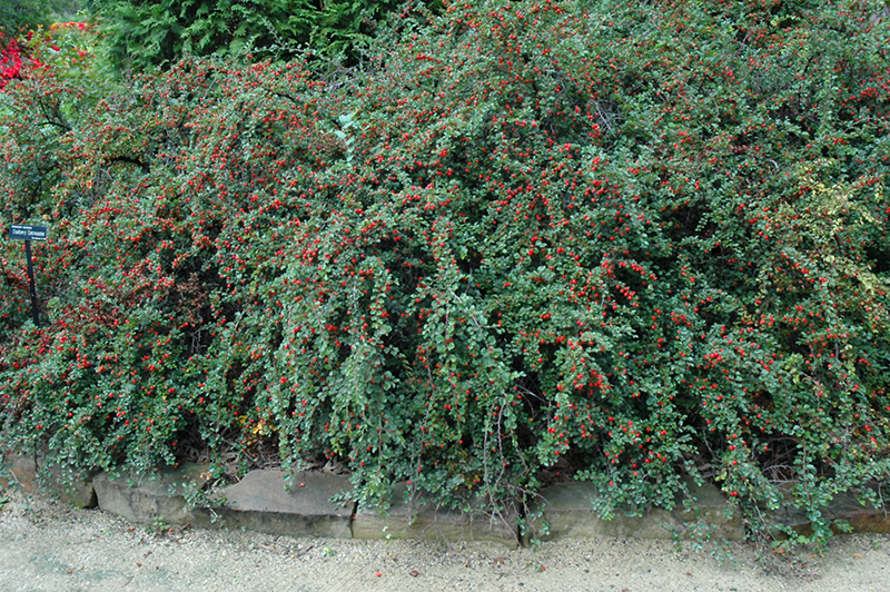 Cranberry Cotoneaster (Cotoneaster apiculatus) at The Growing Place