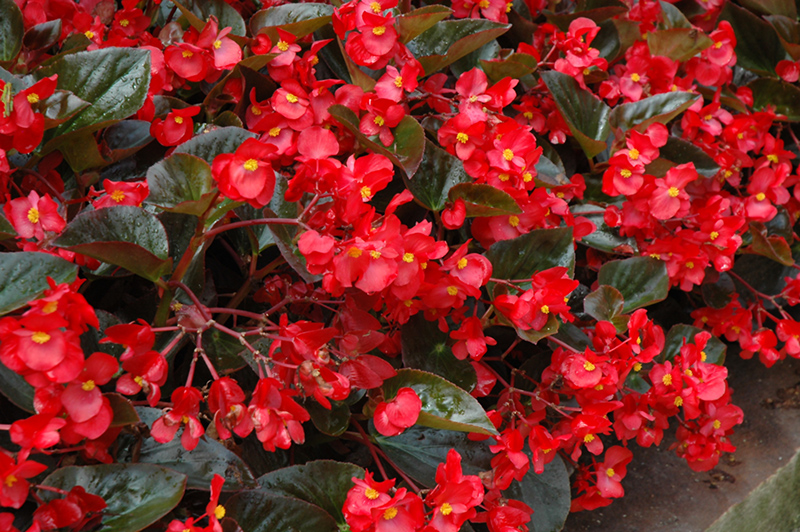 Whopper Red Bronze Leaf Begonia (Begonia 'Whopper Red Bronze Leaf') at The Growing Place