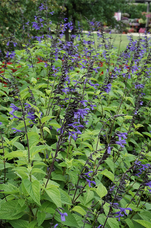 Black And Bloom Sage (Salvia guaranitica 'Black And Bloom') at The Growing Place