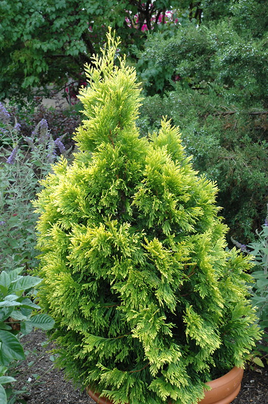 4ever Goldy Arborvitae (Thuja plicata '4ever') at The Growing Place
