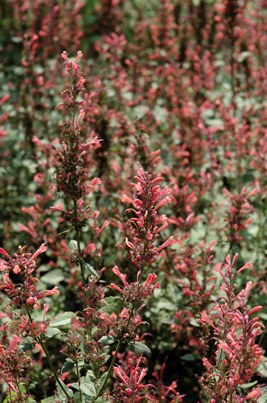 Kudos Coral Hyssop (Agastache 'Kudos Coral') at The Growing Place