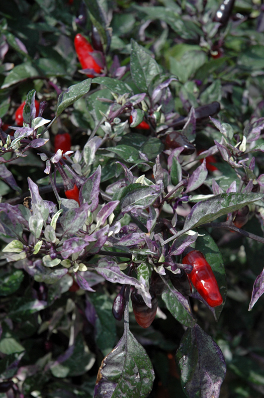 Calico Ornamental Pepper (Capsicum annuum 'Calico') at The Growing Place