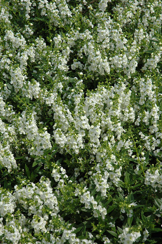 Serenita White Angelonia (Angelonia angustifolia 'PAS811168') at The Growing Place