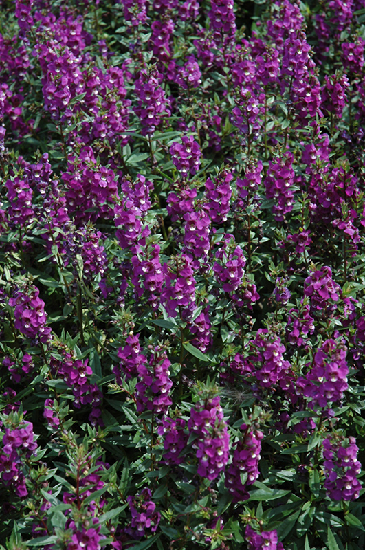 Serenita Purple Angelonia (Angelonia angustifolia 'PAS803822') at The Growing Place