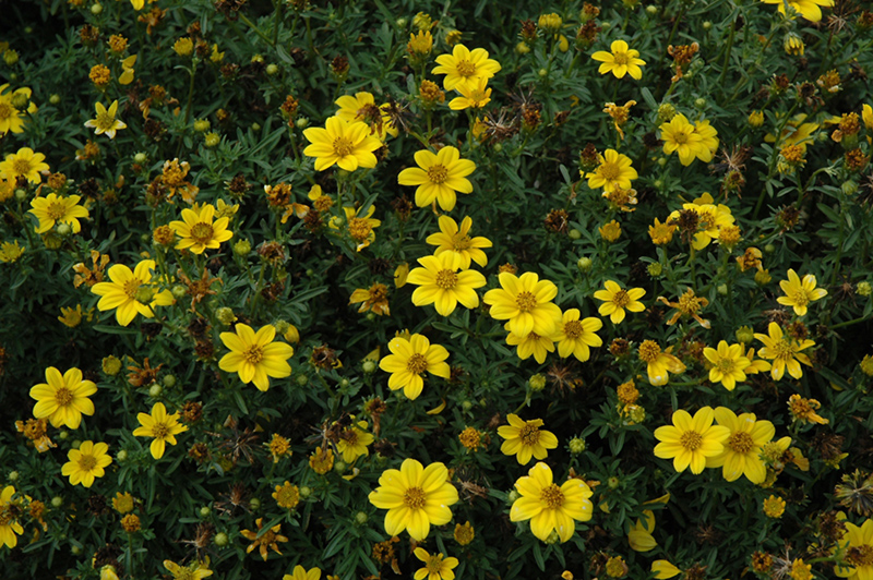 Namid Compact Yellow Bidens (Bidens ferulifolia 'Namid Compact Yellow') at The Growing Place