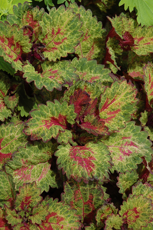 Indian Summer Coleus (Solenostemon scutellarioides 'Indian Summer') at The Growing Place