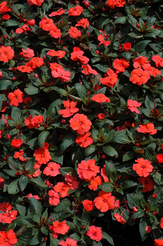 SunPatiens Compact Hot Coral New Guinea Impatiens (Impatiens 'SunPatiens Compact Hot Coral') at The Growing Place
