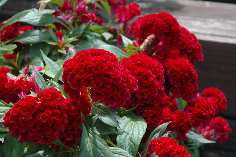 Twisted Celosia (Celosia cristata 'Twisted') at The Growing Place