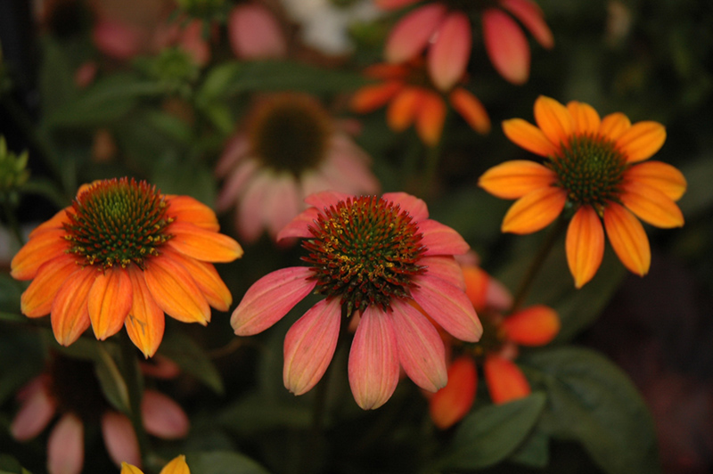 Spice Fest Coneflower (Echinacea 'Cheyenne Spirit') at The Growing Place
