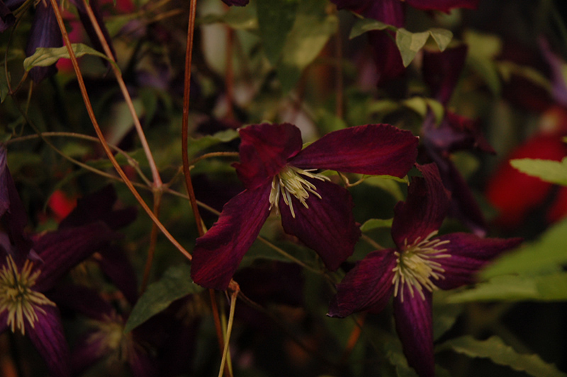 Sweet Summer Love Clematis (Clematis 'Sweet Summer Love') at The Growing Place