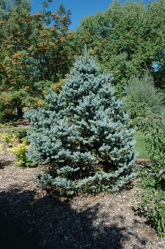 Avatar Blue Spruce (Picea pungens 'Avatar') at The Growing Place