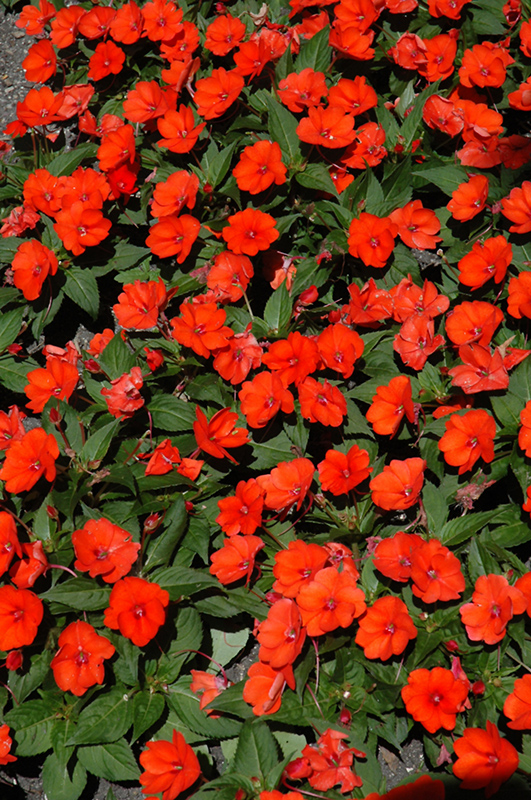 SunPatiens Compact Electric Orange New Guinea Impatiens (Impatiens 'SunPatiens Compact Electric Orange') at The Growing Place