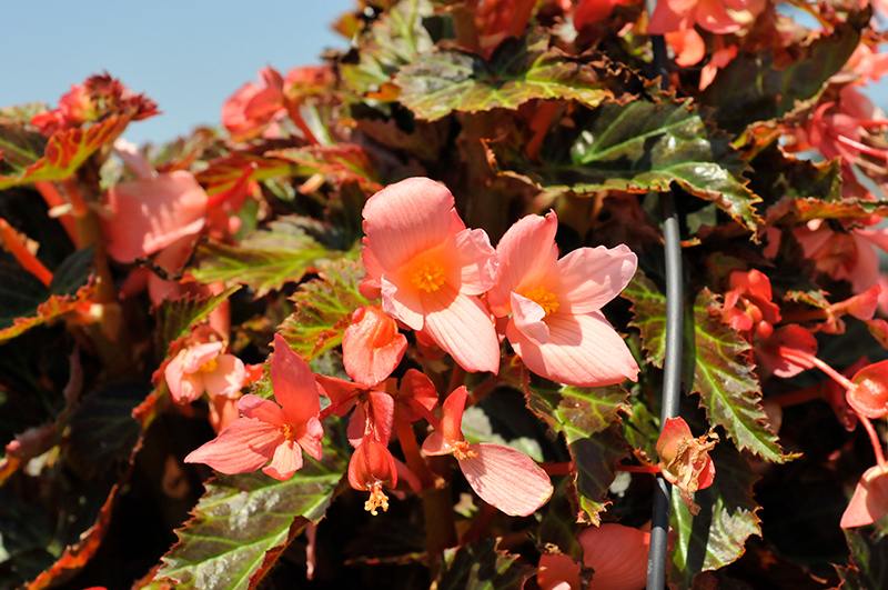 I'Conia Upright Salmon Begonia (Begonia 'I'Conia Upright Salmon') at The Growing Place