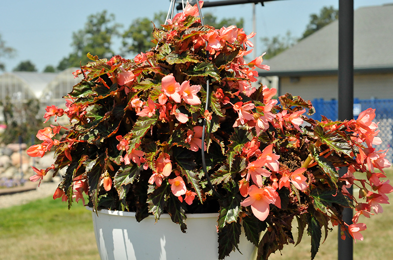 I'Conia Upright Salmon Begonia (Begonia 'I'Conia Upright Salmon') at The Growing Place