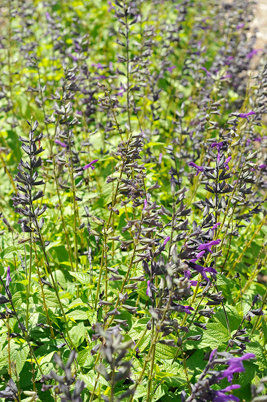 Purple And Bloom Sage (Salvia guaranitica 'Purple & Bloom') at The Growing Place
