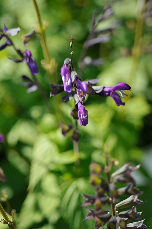 Purple And Bloom Sage (Salvia guaranitica 'Purple & Bloom') at The Growing Place