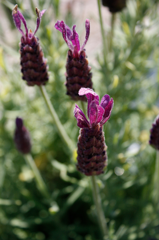 Primavera Lavender (Lavandula stoechas 'Anouk Deluxe 1225') at The Growing Place