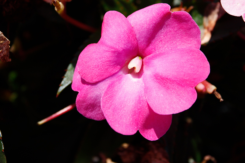 SunPatiens Compact Hot Pink New Guinea Impatiens (Impatiens 'SAKIMP061') at The Growing Place