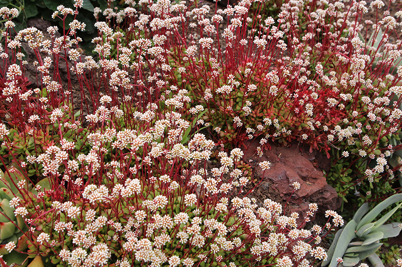 Red Carpet (Crassula pubescens ssp. radicans) at The Growing Place