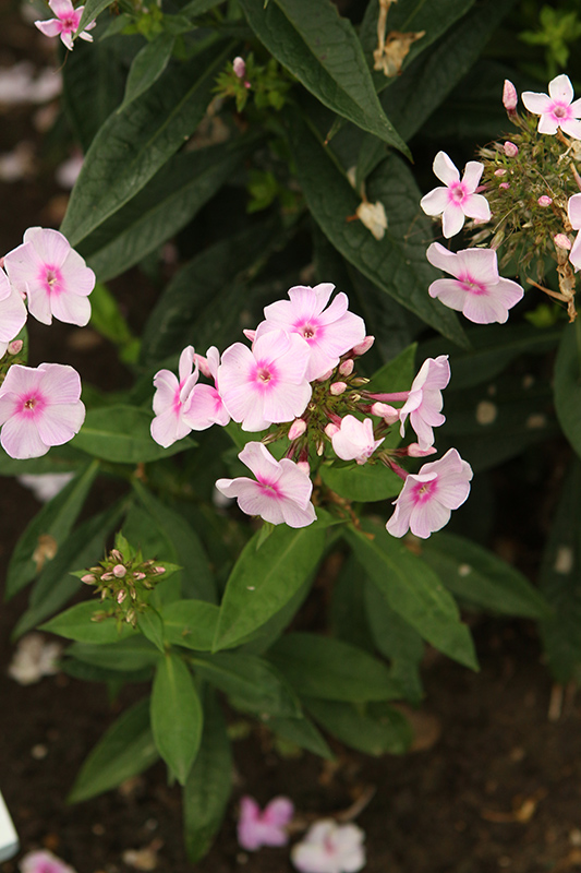 Luminary Opalescence Garden Phlox (Phlox paniculata 'Opalescence') at The Growing Place