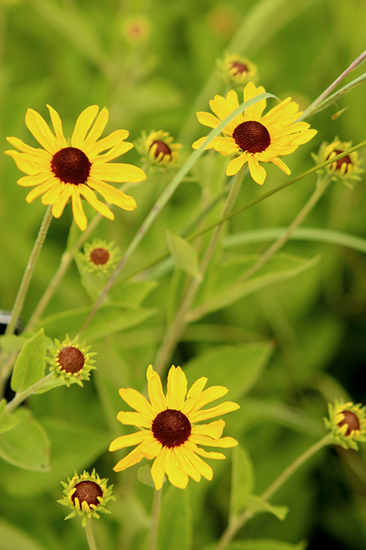 Sweet Coneflower (Rudbeckia subtomentosa) at The Growing Place